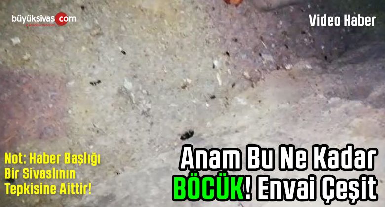 Sivaslılardan Yoğun Bir Şekilde Mahallelerine ilaçlama Talebi Var