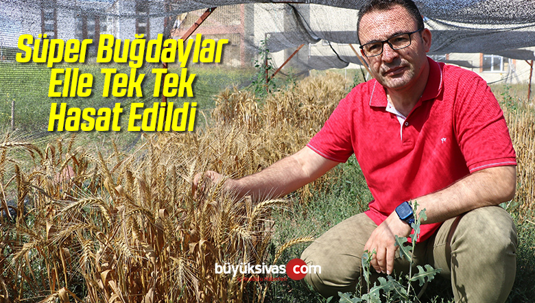 Hasat Edildi