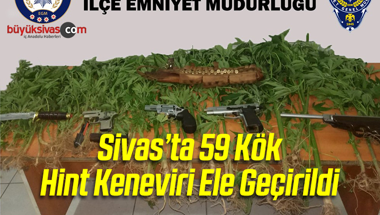 Sivas’ta 59 Kök Hint Keneviri Ele Geçirildi