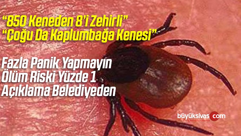 “Kaplumbağa Kenesi Öldürmez”