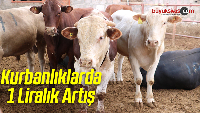 Kurbanlıklarda 1 Liralık Artış