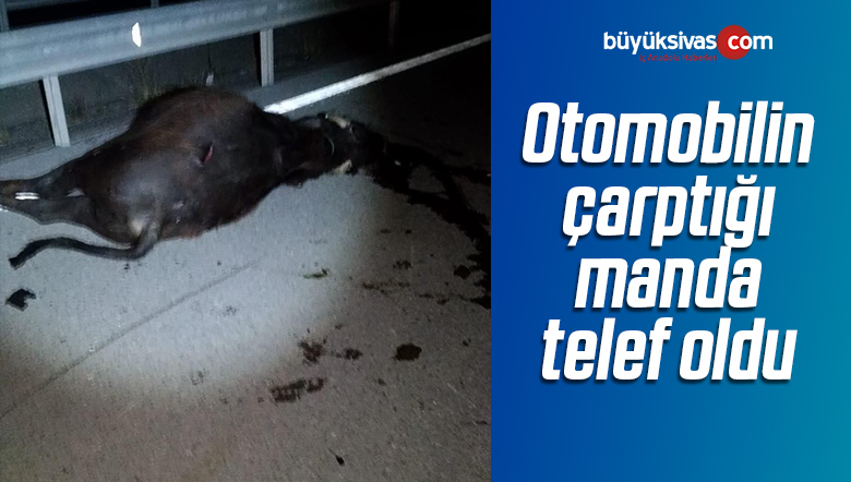 Sivas’ta Otomobilin Çarptığı Manda Telef Oldu