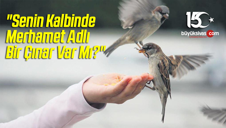 “Senin Kalbinde Merhamet Adlı Bir Çınar Var Mı?”