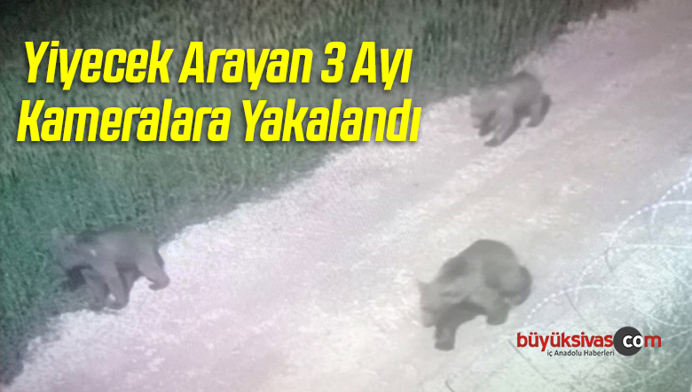 Yiyecek Arayan Ayılar Güvenlik Kamerasına Yakalandı