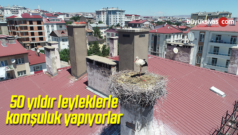 50 Yıldır Leyleklerle Komşuluk Yapıyorlar