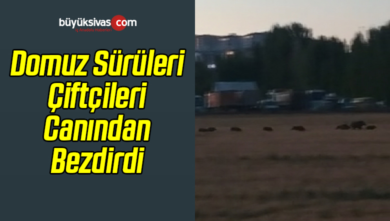 Domuz Sürüleri Çiftçileri Canından Bezdirdi