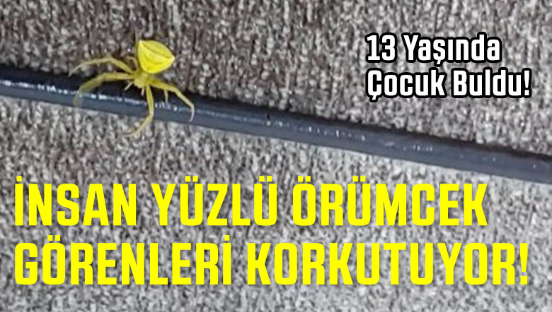 insan Yüzlü Örümcek Görenleri Korkutuyor! 13 Yaşında Çocuk Buldu!