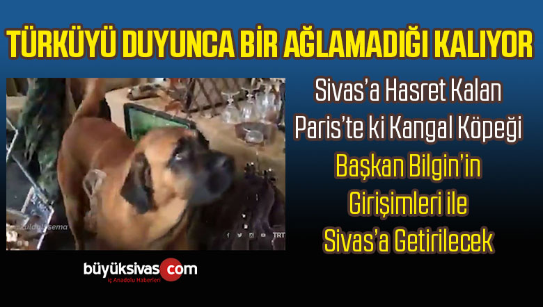 Paris’te Kangal Köpeği Türkü Sesini Duyduğunda Sivas’a Özlemini Yansıtıyor
