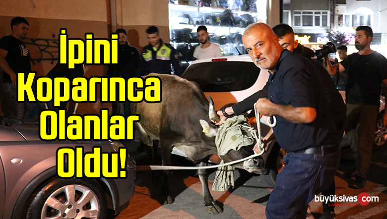 İpini Koparan Kurbanlık Zor Anlar Yaşattı