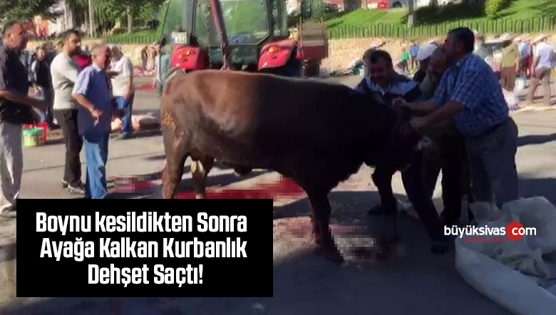 Boynu Kesildikten Sonra Ayağa Kalkan Kurbanlık