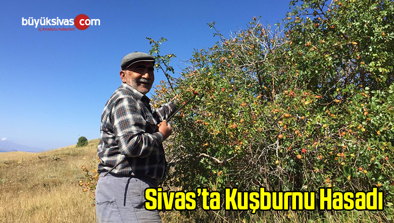 Kuşburnu Hasadına