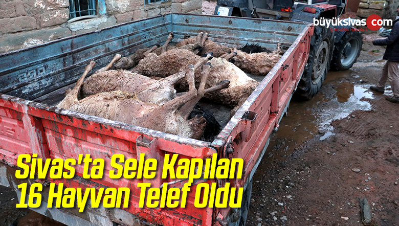 Sivas’ta Sele Kapılan 16 Küçükbaş Hayvan Telef Oldu