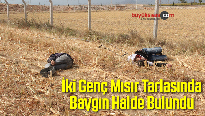 Mısır Tarlasında
