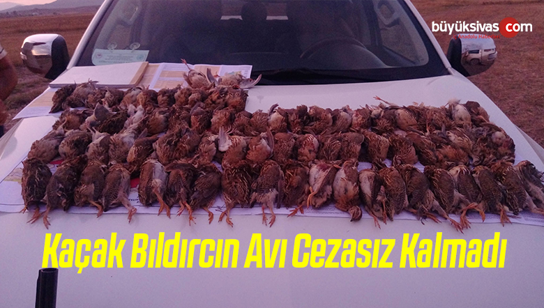 Kaçak Bıldırcın Avı Cezasız Kalmadı