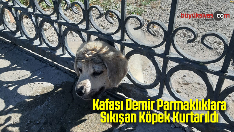 Demir Parmaklıklara