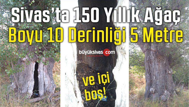 Sivas’ta 150 Yıllık 5 Metre Derinliğinde 10 Metre Boyunda Ağaç