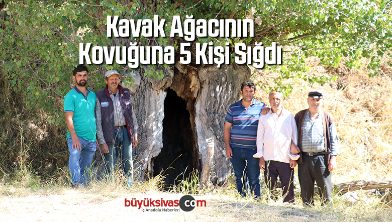 Kavak Ağacının Kovuğuna 5 Kişi Sığdı