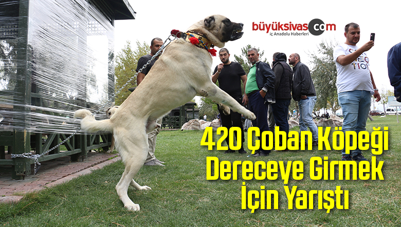 420 Çoban Köpeği Dereceye Girmek İçin Yarıştı