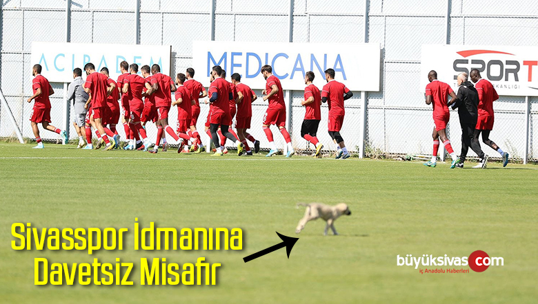 Sivasspor İdmanına Davetsiz Misafir