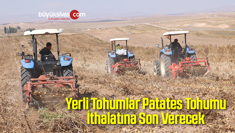 Patateslerin Hasadı
