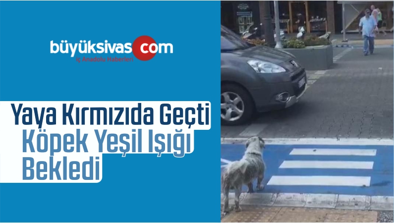 ısık