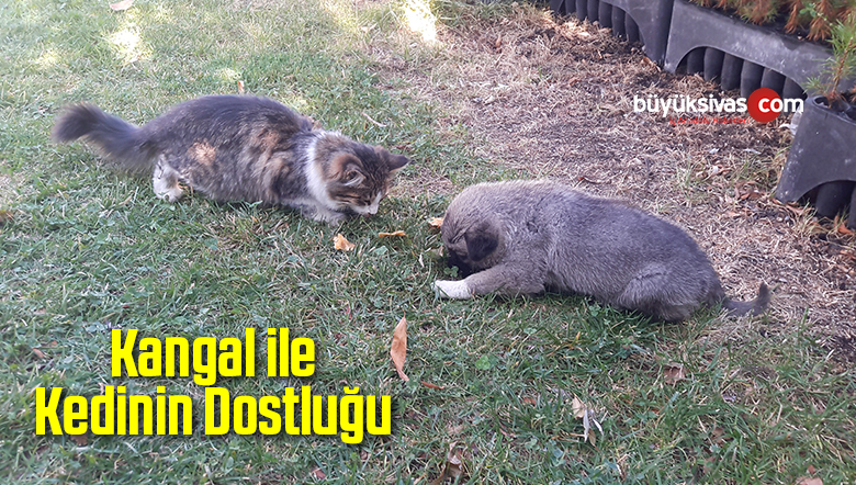 Kangal ile Kedinin Dostluğu