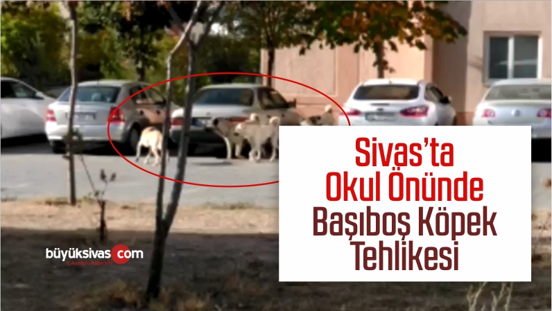 Okul Önünde Başıboş Köpek Tehlikesi