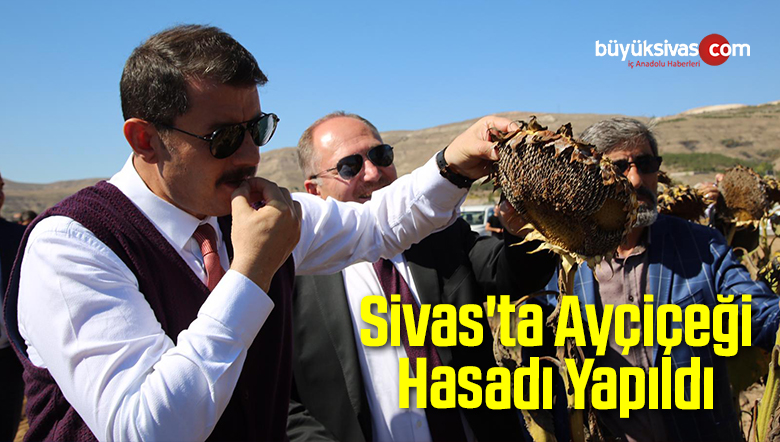 Ayçiçeği Hasadı