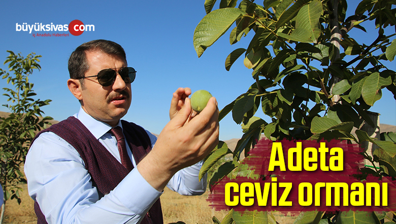 Sivas’ta Adeta Ormanı Andıran Ceviz Bahçesi!