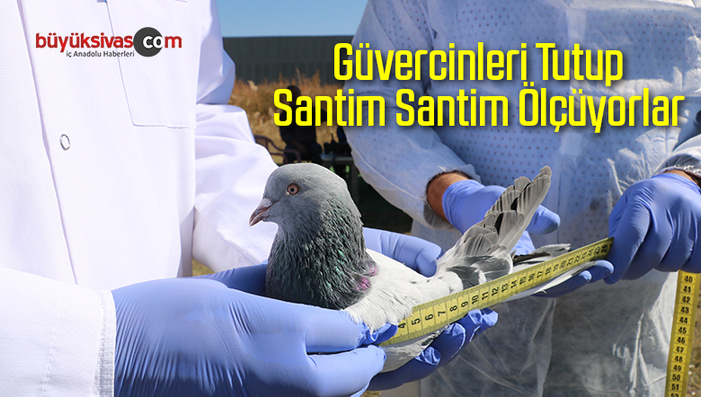 Güvercinleri Tutup Santim Santim Ölçüyorlar