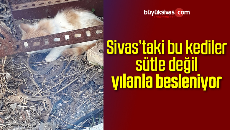 Sivas’ın Avcı Kedileri Avladıkları Yılanlarla Besleniyor