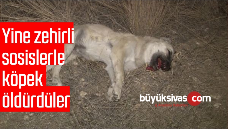 Başkentte İki Köpek Zehirli Sosislerle Öldürüldü