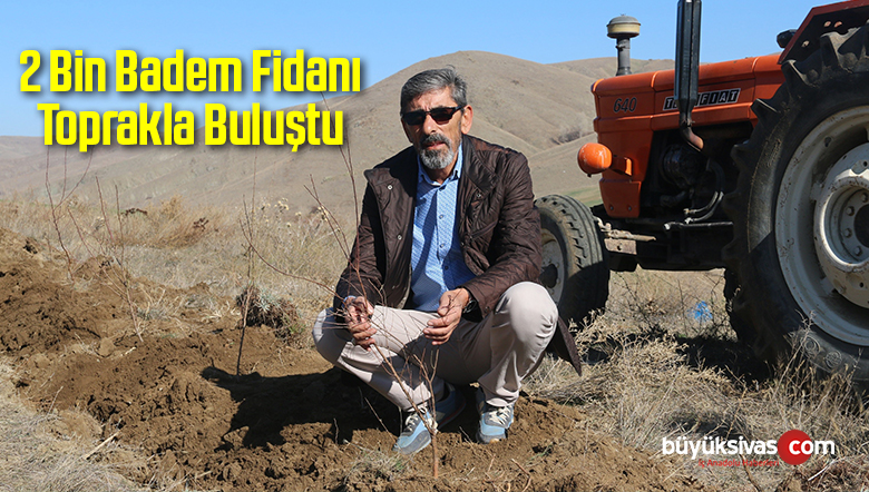 Badem Fidanı