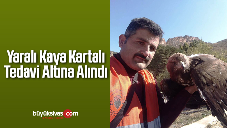 Yaralı Kaya Kartalı Tedavi Altına Alındı