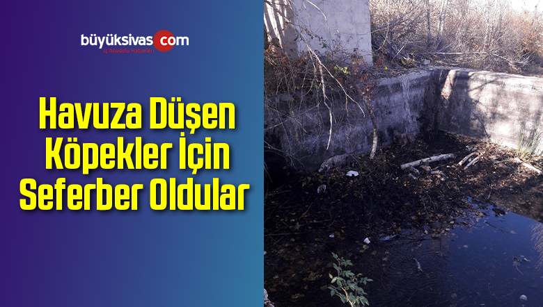 Havuza Düşen Köpekler İçin Seferber Oldular