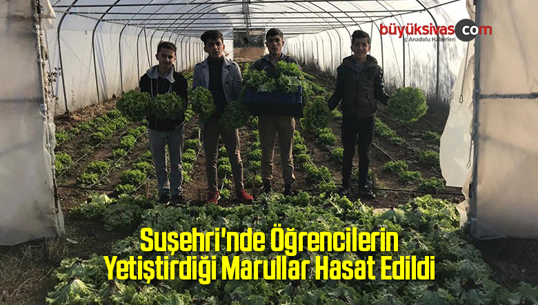 Marulların Hasadına