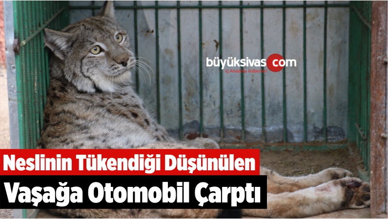Neslinin Tükendiği Düşünülen Vaşağa Otomobil Çarptı