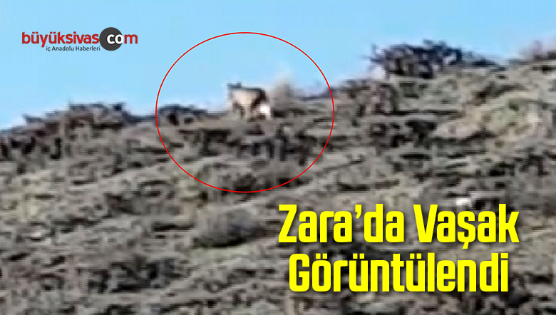 Zara’da Vaşak Görüntülendi