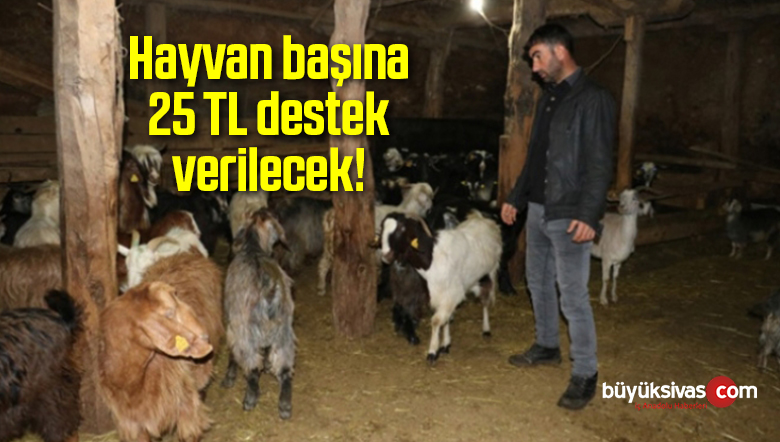 Anaç Koyun ve Keçi Desteklemesi Müracaatları Başladı