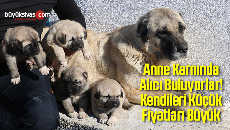 Anne Karnındayken