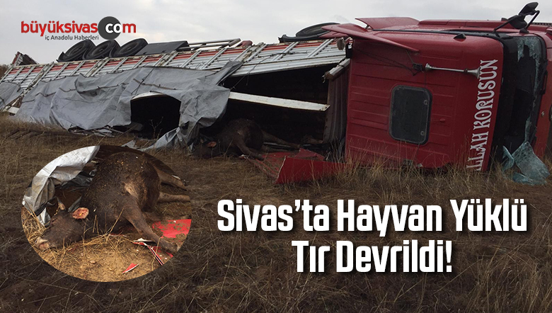 Sivas’ta Hayvan Yüklü Tır Devrildi