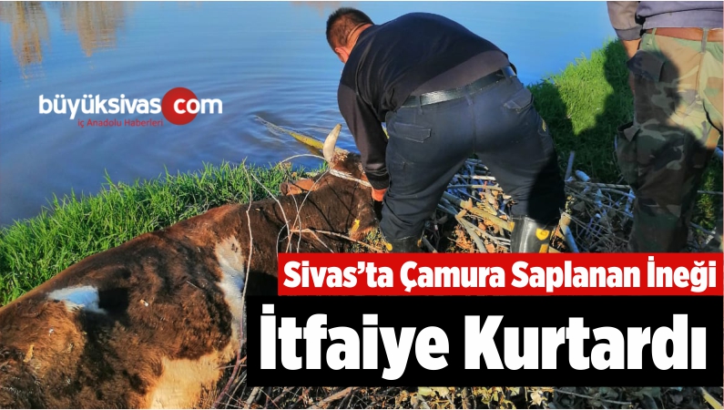Sivas’ta Çamura Saplanan İneği İtfaiye Kurtardı