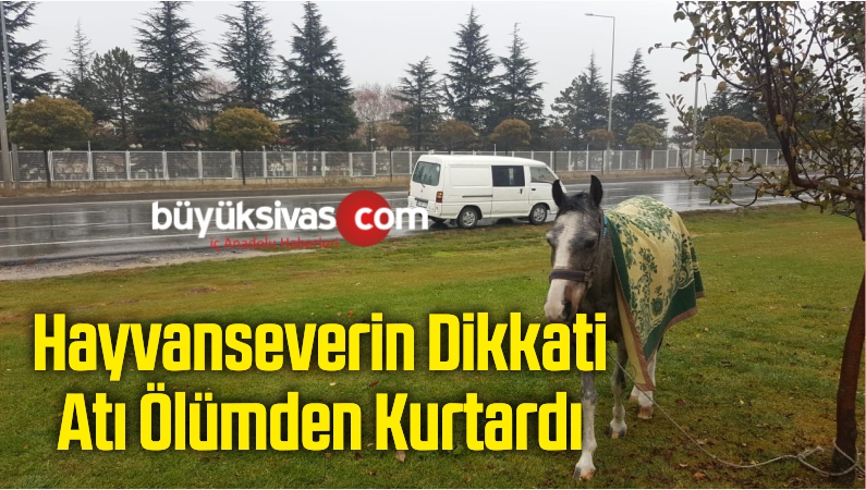 Hayvanseverin Dikkati Atı Ölümden Kurtardı