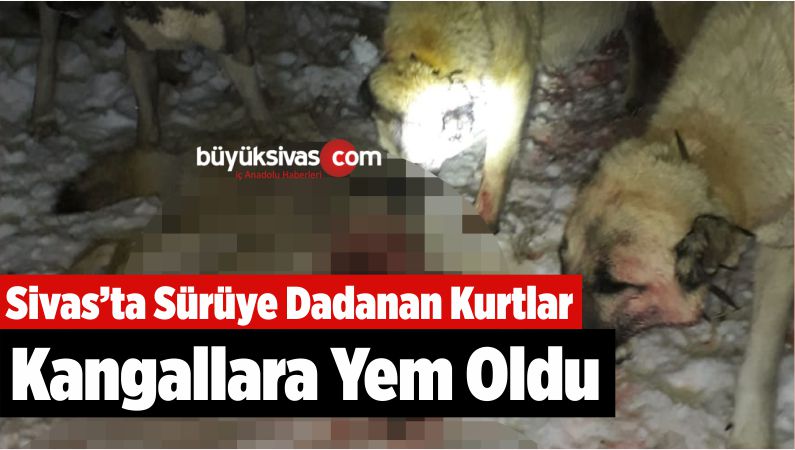 Sivas’ta Sürüye Dadanan Kurtlar