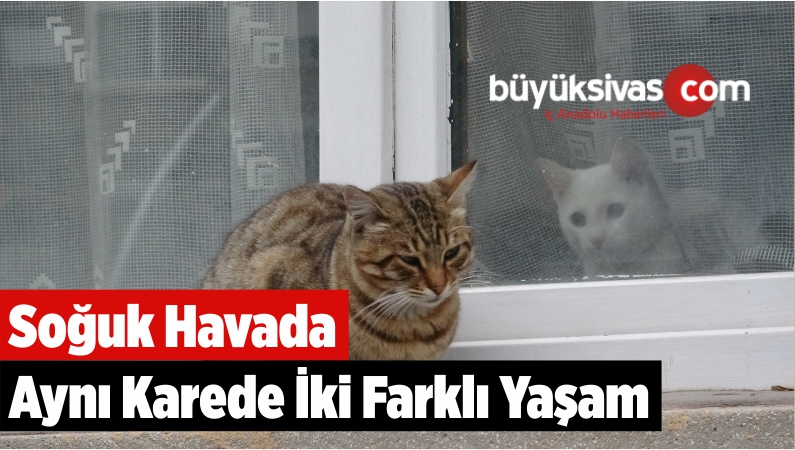 Soğuk Havada Aynı Karede İki Farklı Yaşam