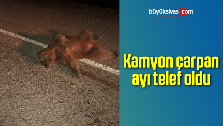 Kamyon Çarpan Ayı Telef Oldu