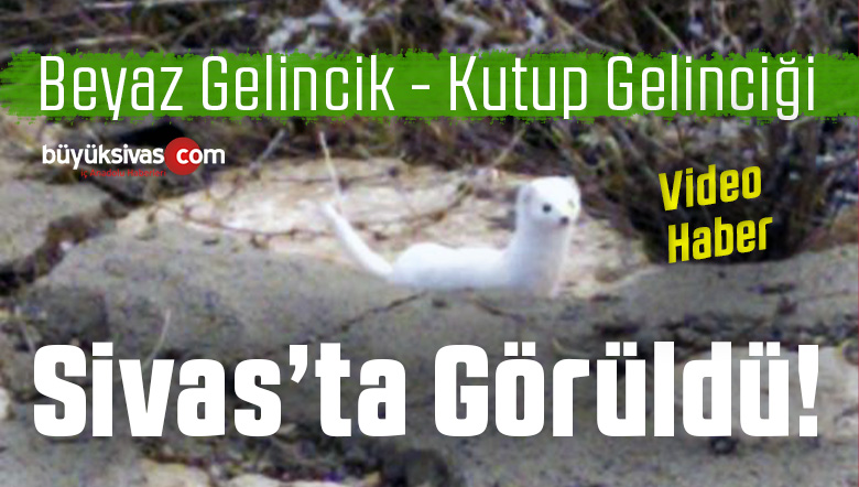 beyaz gelinciği