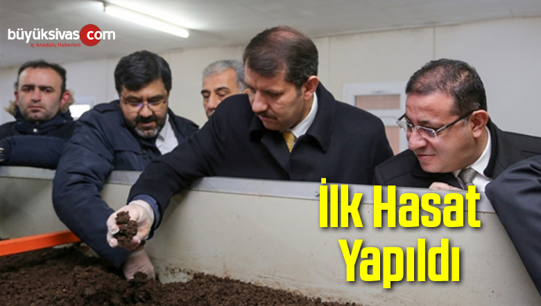 İlk Hasat Yapıldı