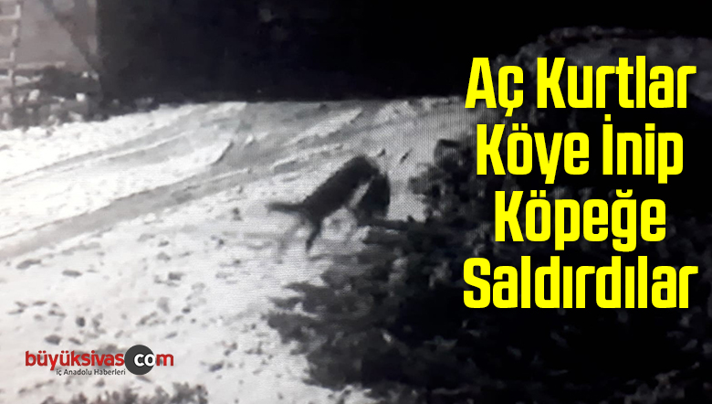 Sivas’ta Aç Kurtlar Köye İnip Köpeğe Saldırdılar