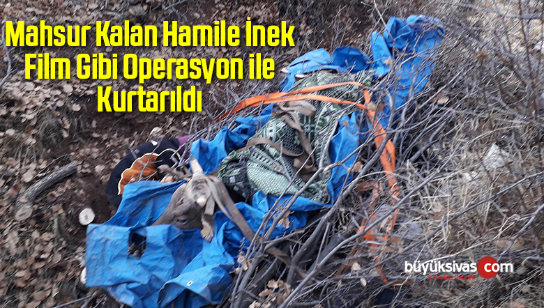 Mahsur Kalan Hamile İnek Film Gibi Operasyon ile Kurtarıldı